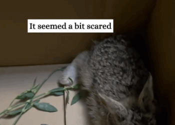 C2611017_little rabbit is following me then #rescue #animals #fyp #rabbit_part2