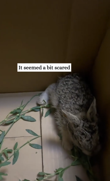 C2611017_little rabbit is following me then #rescue #animals #fyp #rabbit_part2