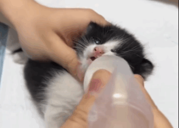 C2611018_saw little kitten on road then #rescue #animals #fyp #kit…_part2