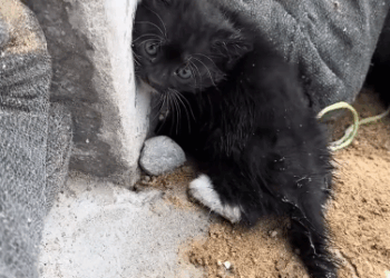 C2611019_On rainy day, saw cat walking towards me then #rescue #anim…_part2