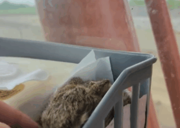 C2611020_found little rabbit at construction site then #rescue #an…_part2