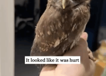 C2611021_We saw an owl on road then #rescue #animals #fyp #owl_part2