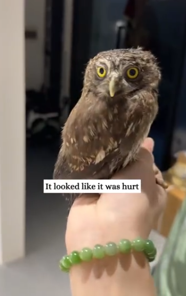 C2611021_We saw an owl on road then #rescue #animals #fyp #owl_part2