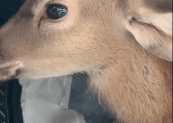 C2611022_On rainy day, found little fawn hiding under my car then #r…_part2