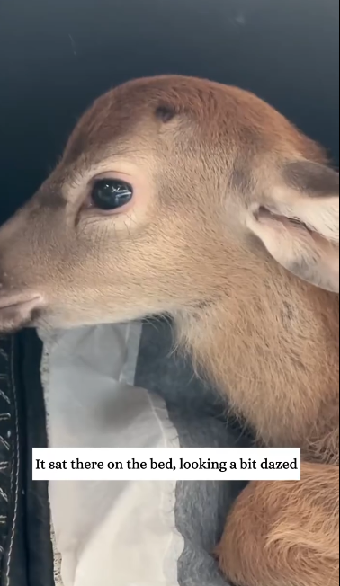 C2611022_On rainy day, found little fawn hiding under my car then #r…_part2