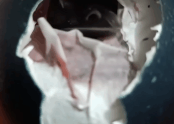 C2611023_woman found strange egg then #rescue #animals #fyp #emu_part2