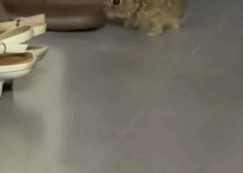 C2611024_OMG, saw rabbit in pool then #rescue #animals #fyp #rabbit_part2