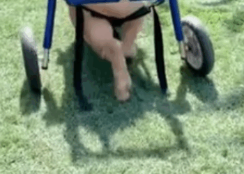 C2611025_saw pig fall off truck then #rescue #animals #fyp #pig_part2