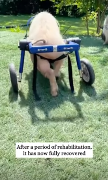 C2611025_saw pig fall off truck then #rescue #animals #fyp #pig_part2