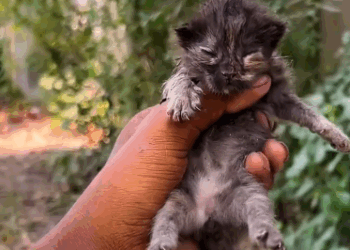 C0611008_Rescue Cat #rescue #rescuecat #rescuean…_part2