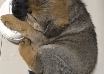 C2611026_On rainy day,a little puppy came to my house to take shelter t…_part2