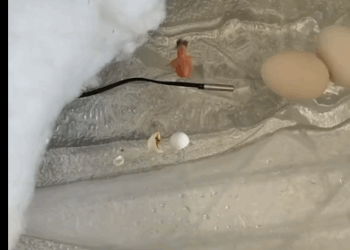 C2611027_story of parrot got stuck while laying an egg happy ending_part2