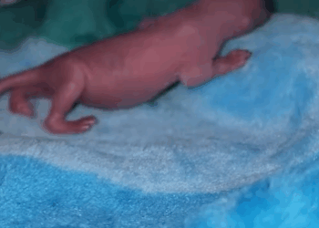 C2611028_woman found squirrel on grass then #rescue #animals #fyp_part2