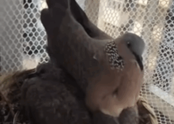 C2611029_story of bird family happy ending #rescue #animals #fyp #b…_part2