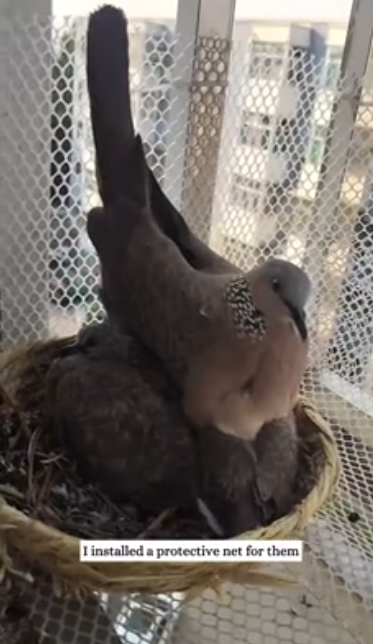 C2611029_story of bird family happy ending #rescue #animals #fyp #b…_part2