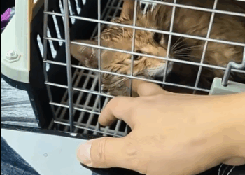 C2611030_On rainy day, saw little kitten on road then #rescue #a…_part2