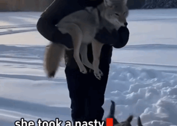 C2711001_rescued mother coyote snow pit #artificialintelligence #c…_part2