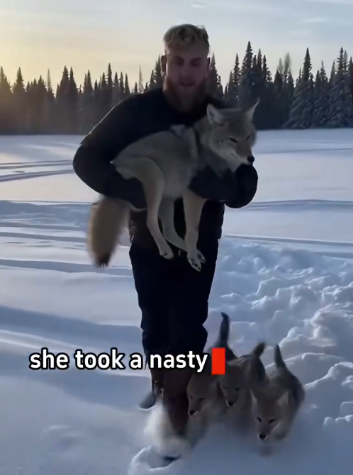 C2711001_rescued mother coyote snow pit #artificialintelligence #c…_part2