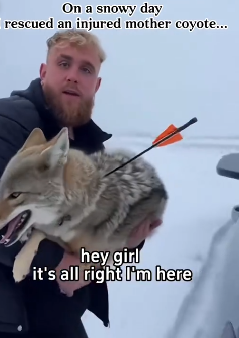 C2711002_On snowy day, rescued an injured mother coyote #artificialinte…_part2