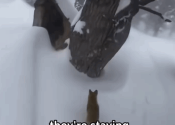 C2711003_On snowy day,three little coyotes came to ask me to save their moth…_part2