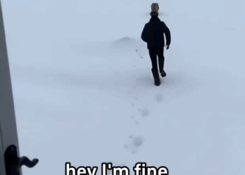 C2711004_helped mother coyote save her three cubs #artificialintelligence_part2