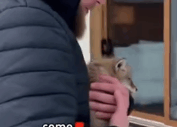 C2711005_coyote handed its child to me ,and then #artificialintelligence #wo…_part2