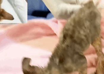 C0611009_kitten was abandoned in forest, its fur stuck in glue, wa…_part2