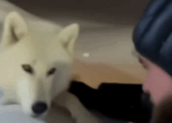 C2711006_rescued four white wolves swept away by blizzard #artificialint…_part2