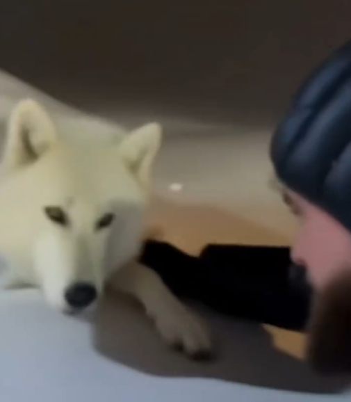 C2711006_rescued four white wolves swept away by blizzard #artificialint…_part2