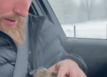 C2711007_Mother Wolf Gave Her Baby To Me #wolf #rescue #wholesome #puppy #mov_part2