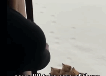 C2711008_story of me three coyotes #fyp #warm #animalrescue #save #wol…_part2