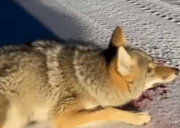 C2711010_Late at night, saved two bullied coyotes #fyp #warm #animalrescue_part2