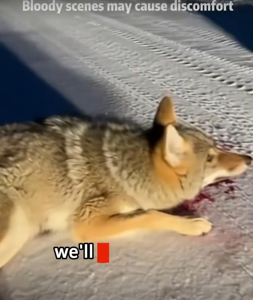 C2711010_Late at night, saved two bullied coyotes #fyp #warm #animalrescue_part2