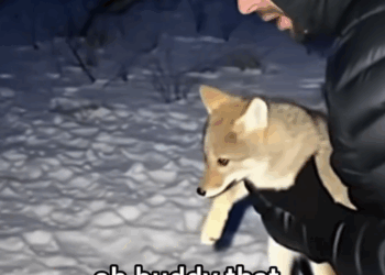 C2711011_saved baby coyote two fierce coyotes,and then it actually di…_part2