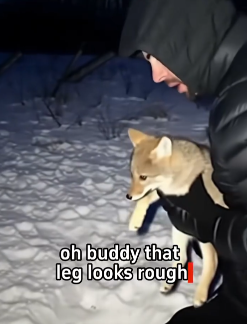 C2711011_saved baby coyote two fierce coyotes,and then it actually di…_part2