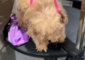 C2711013_man kicked puppy doghouse into river, so decided to g…_part2