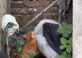 C2711014_kitten stole my cushion, followed it until discovered…#ca…_part2