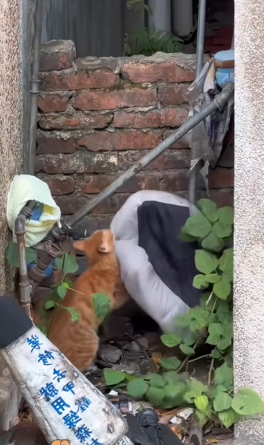 C2711014_kitten stole my cushion, followed it until discovered…#ca…_part2