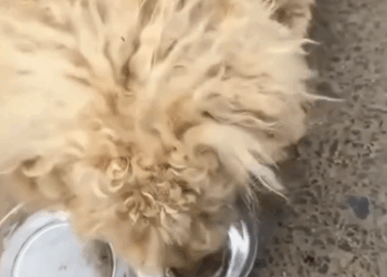 C2711015_little Bichon Frise was kicked away by noodle shop owner,I he…_part2