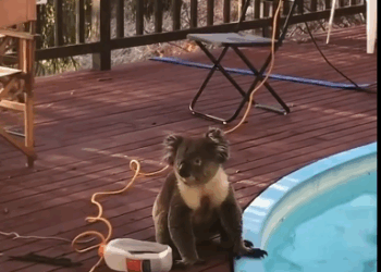 C0611010_wonderful thing family gave to panda at end of t…_part2