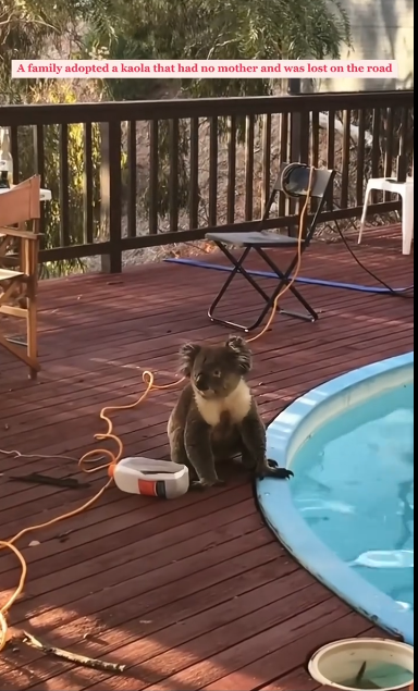 C0611010_wonderful thing family gave to panda at end of t…_part2