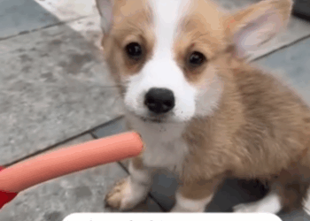 C2711016_puppy just wanted to go inside store to take shelter the…_part2