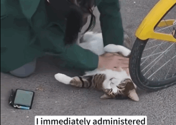 C2711017_cat fell great height, saved her then… #cat #resc…_part2