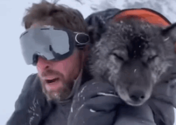 C2711018_What do do! #wholesome #animals_part2