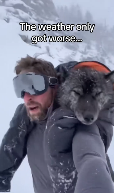 C2711018_What do do! #wholesome #animals_part2