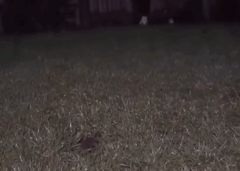 C2711019_They chose to come me #wholesome #wholesome_part2