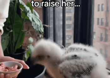 C2711020_Playing Shadows by Projecting Light Gerardo Medina on_part2