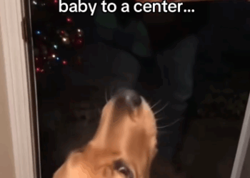 C2711021_An early Christmas miracle! #wholesome #christmas #animals_part2