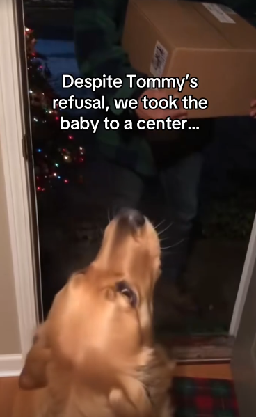 C2711021_An early Christmas miracle! #wholesome #christmas #animals_part2