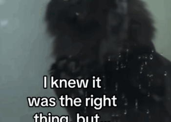 C2711022_They healed my cats heart! #wholesome #animals_part2